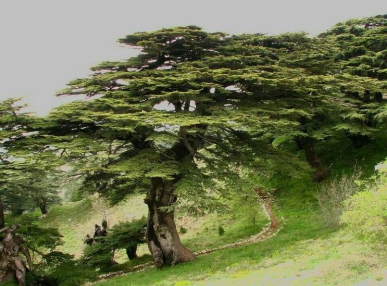 Cedars of God Bsharri-01