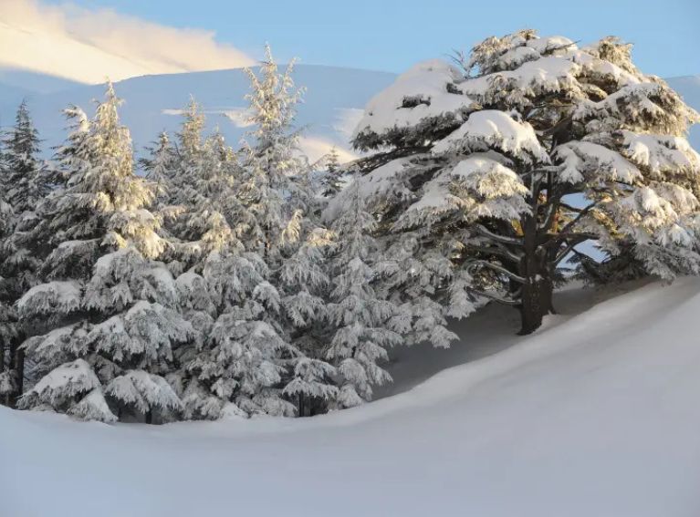 Cedars of God Bsharri-02