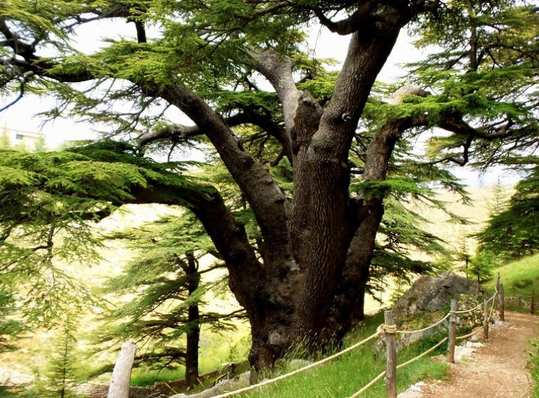 Cedars of God Bsharri-03